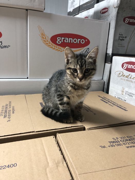 Віддам котиків у добрі руки