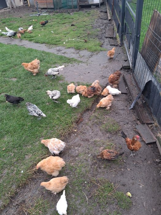 Kury ozdobne, sprzedam