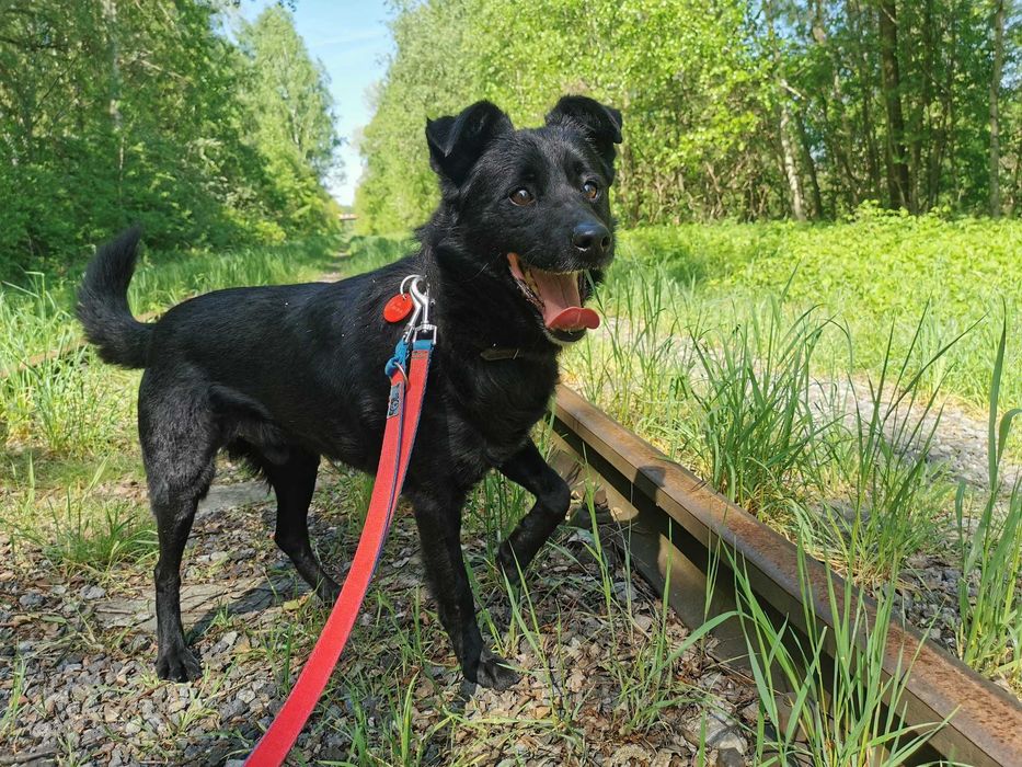 Kaktus - pogodny, przyjazny, uwielbia zabawę - schronisko