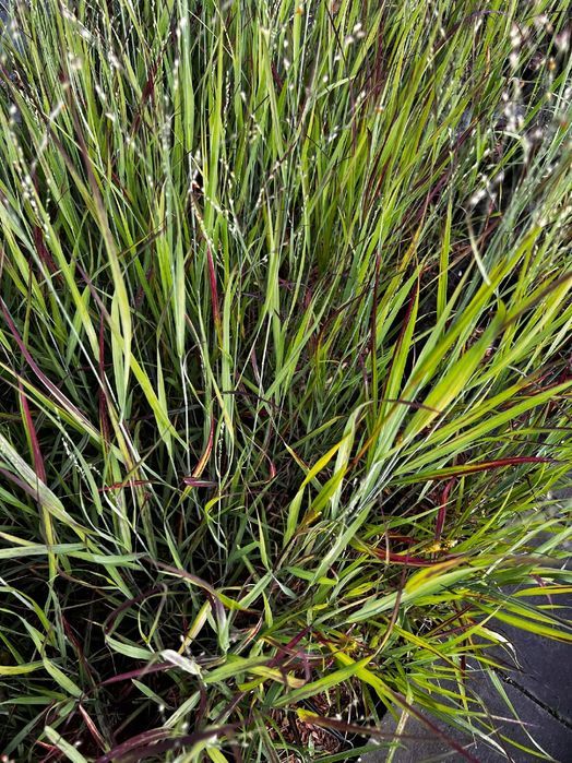 Proso rózgowate 'Sangria' Czerwona trawa (Panicum virgatum) 2.0L