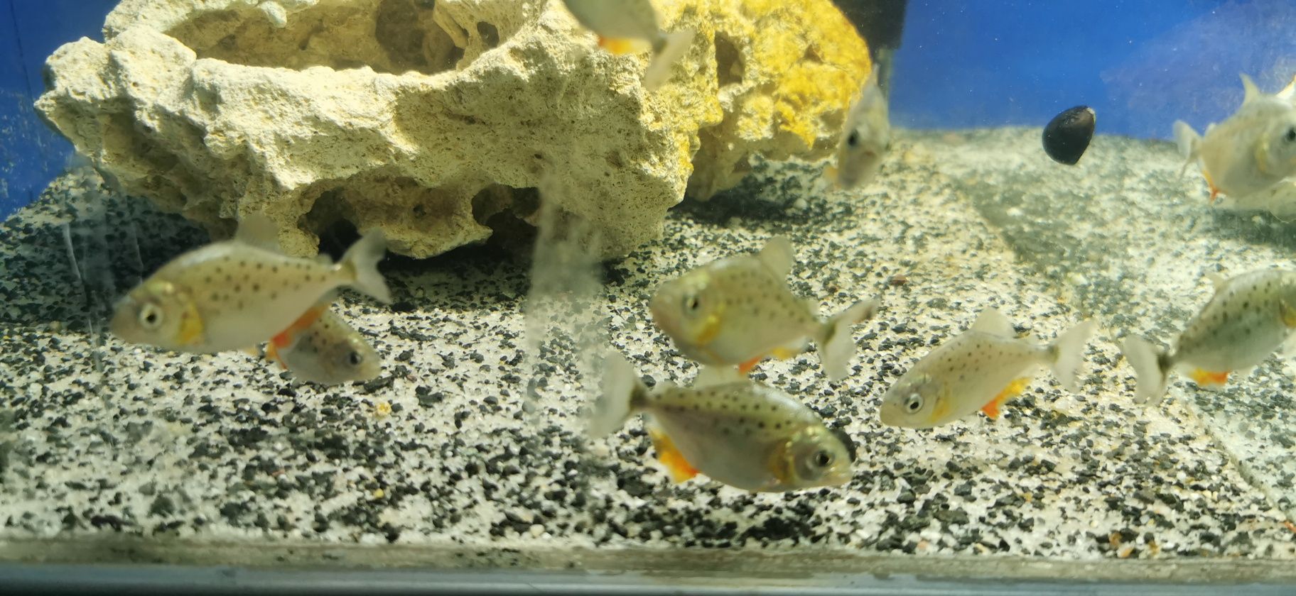 Pirania Natterera-mlode ok. 5-7cm.