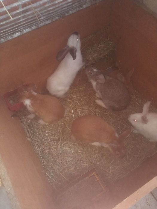 Kròliki rużne rasy