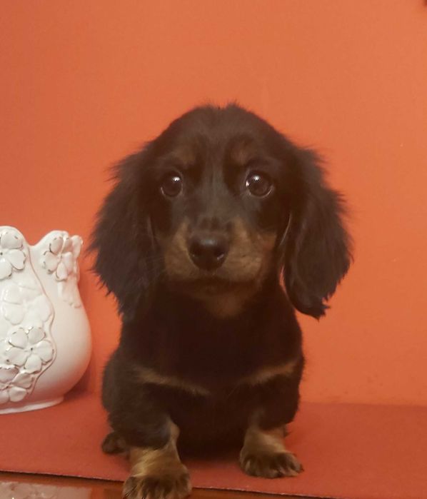 Jamnik miniaturowy długowłosy piesek z genem merle