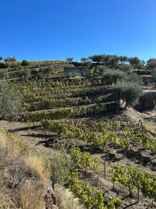 Vinha no Douro Vinhateiro - Bertelo Cumieira