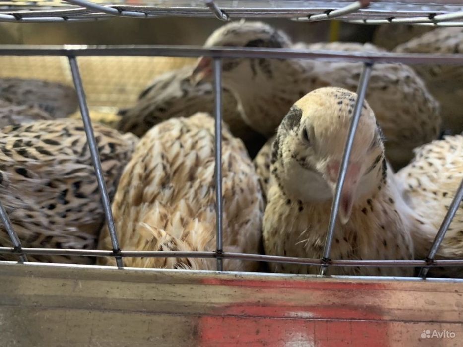 Інкубайні яйця перепілок