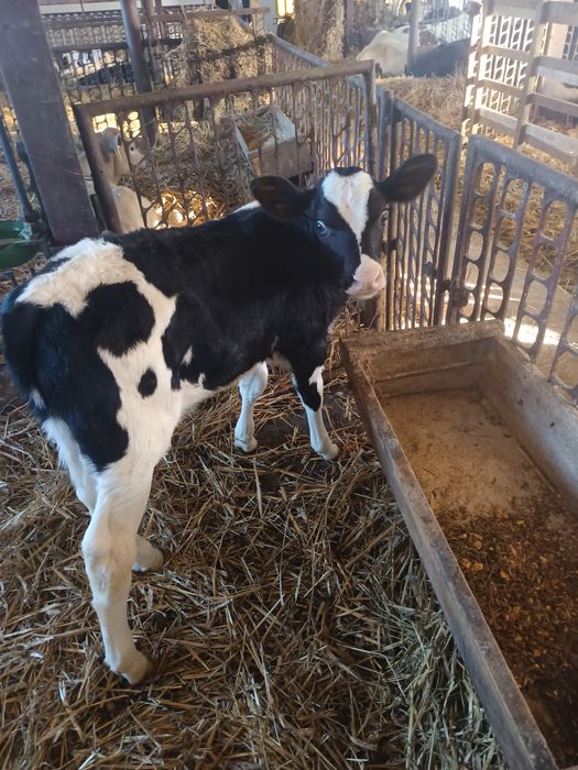 Sprzedam cielaki byczki