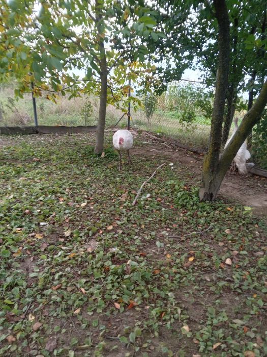 Продаються індики