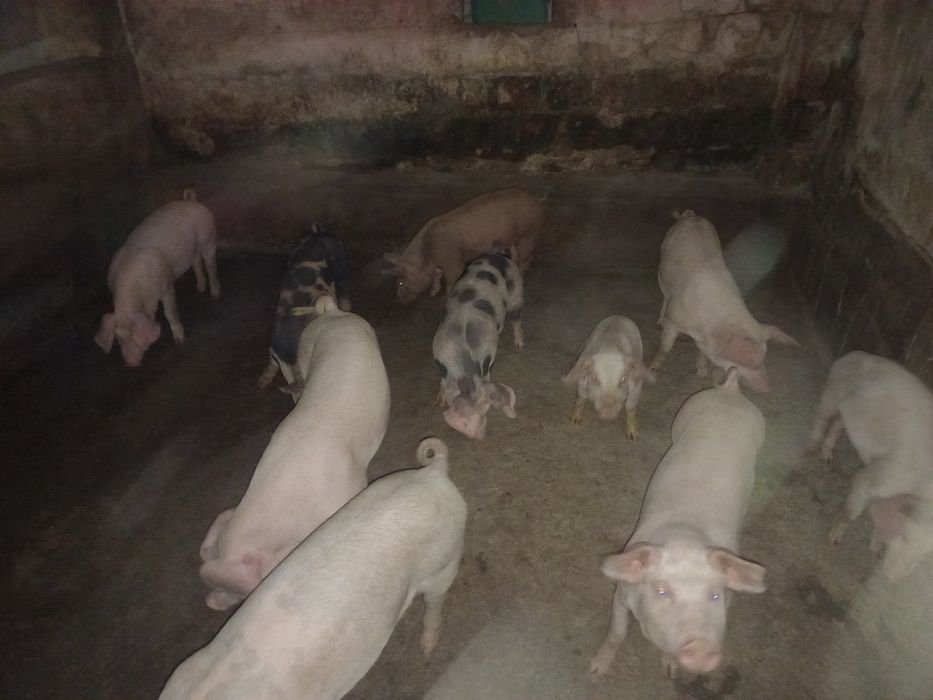 Vendo leitões cx Duroc