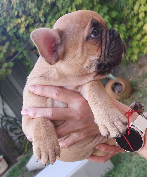 Bulldog francês red fawn