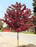 Głóg dwuszyjkowy Paul's Scarlet Crataegus laevigata
