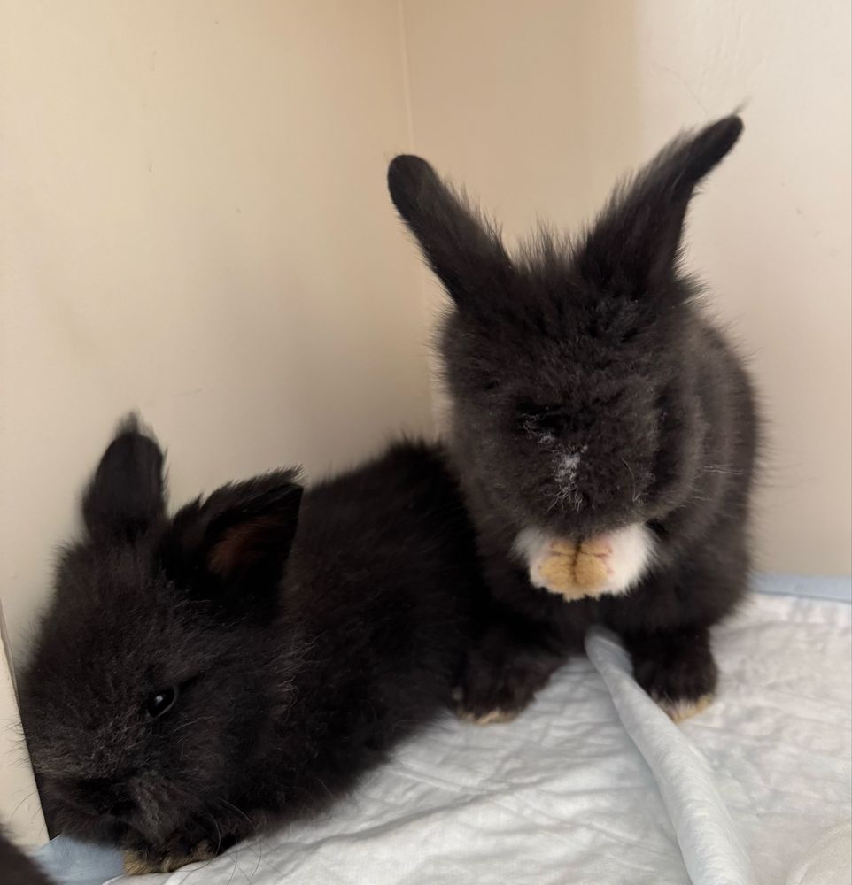 Adoráveis Coelhos Mini Lop & Angorá