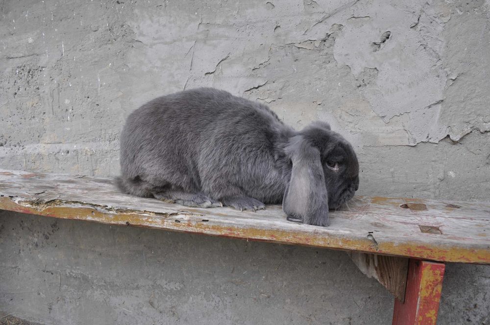 Barany Francuskie Samce