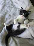 Gatinhos bebes para adoção