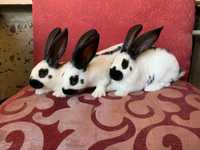 Продам кролики ( кролі і кролички ) НПВ , Білий панон та  срібло