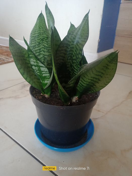 Sansewieria niska