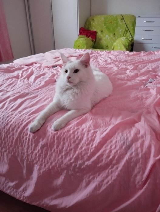 Кот Мейн-Кун для случки белый