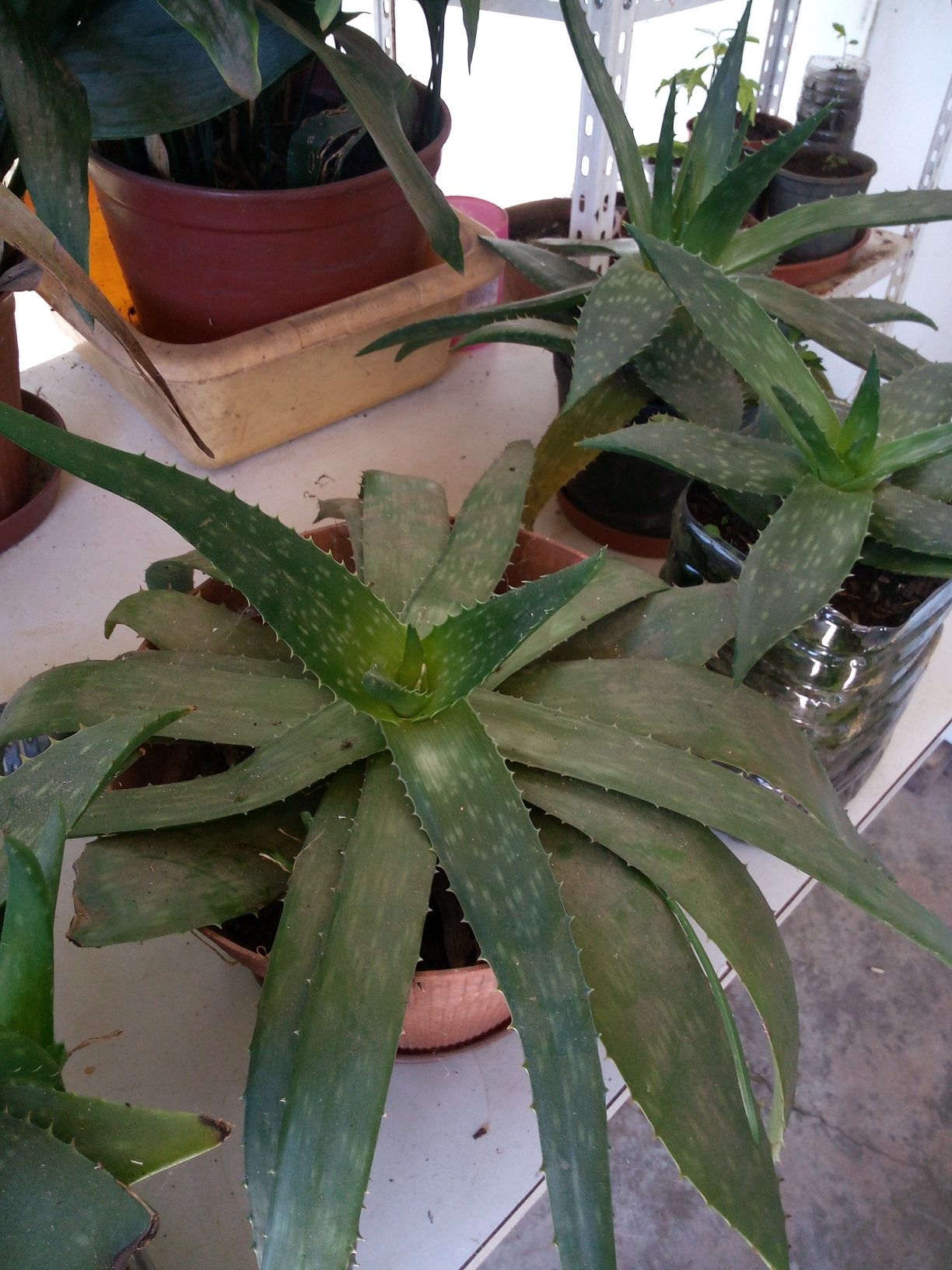 Aloe Vera - suculentas