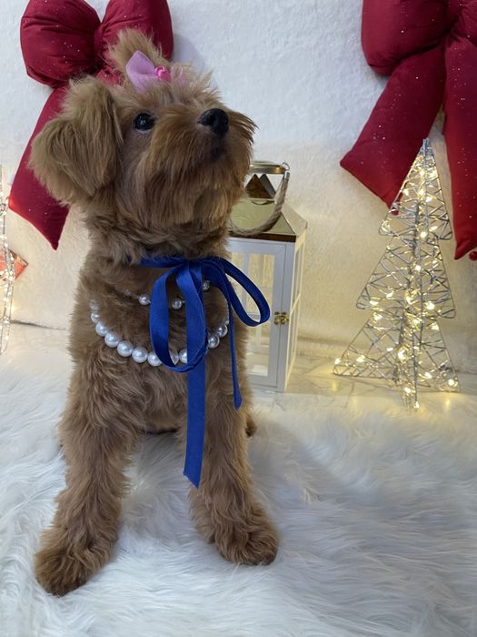 Помапу — Не зволікайте  таких залишилось лише 4!