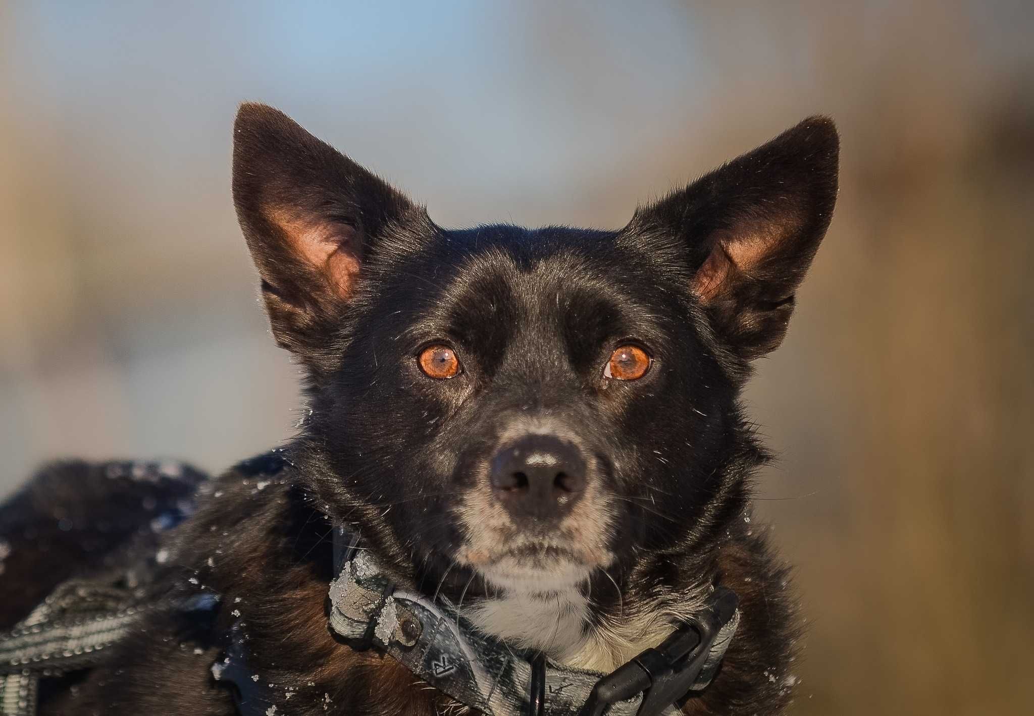 Piękny pies Krepelek szuka domu! adopcja psa