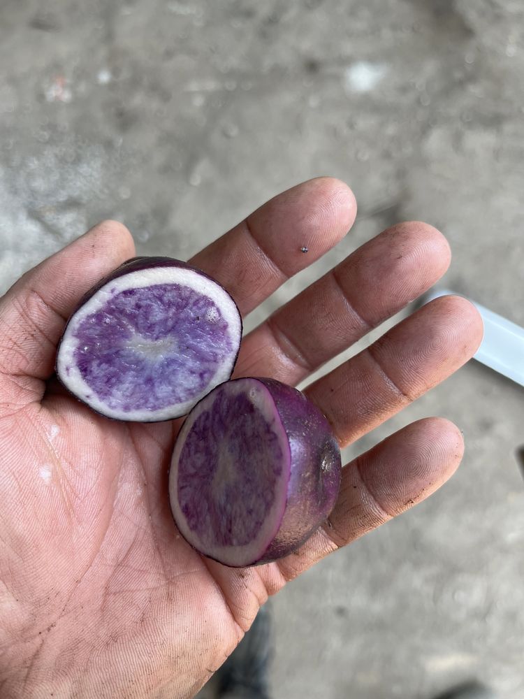 Ziemniaki fioletowe Violetta