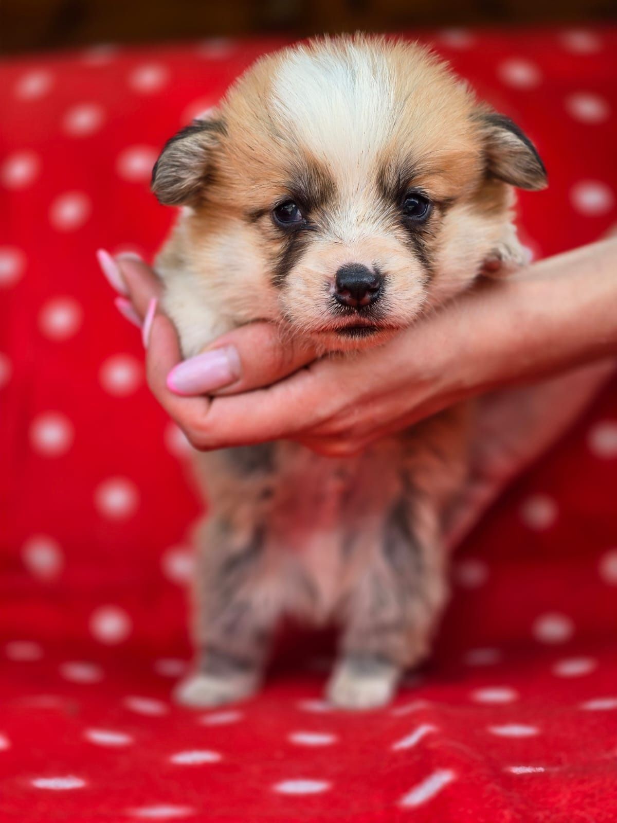 WELSH Corgi Pembroke piesek do rezerwacji szczeniak
