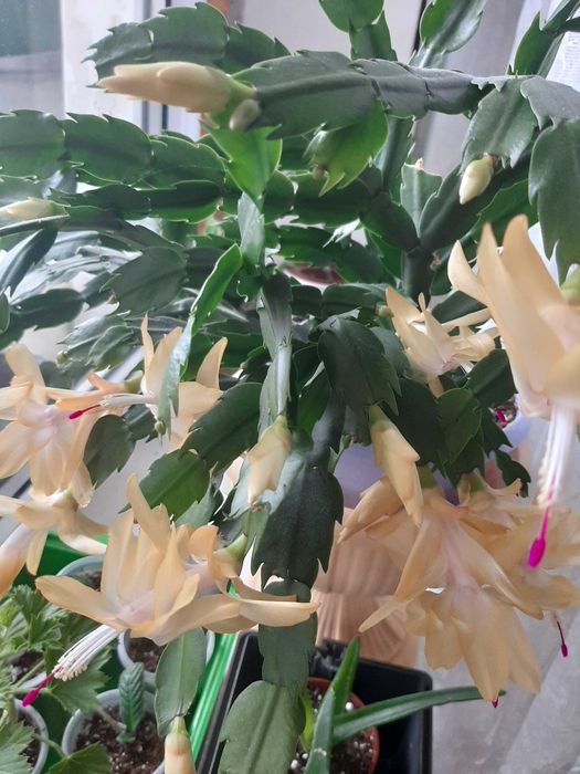 Різдвяник,шлюмбергер