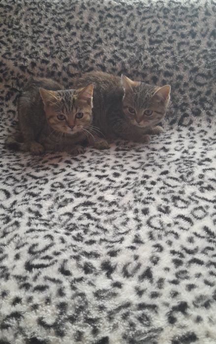 Кошенята в добрі руки