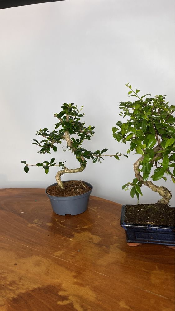Benjamin Fikus bonsai 60cm! Zdrowy i zadbany.