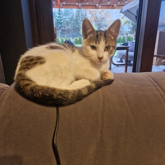 Oddam kota  dachowca