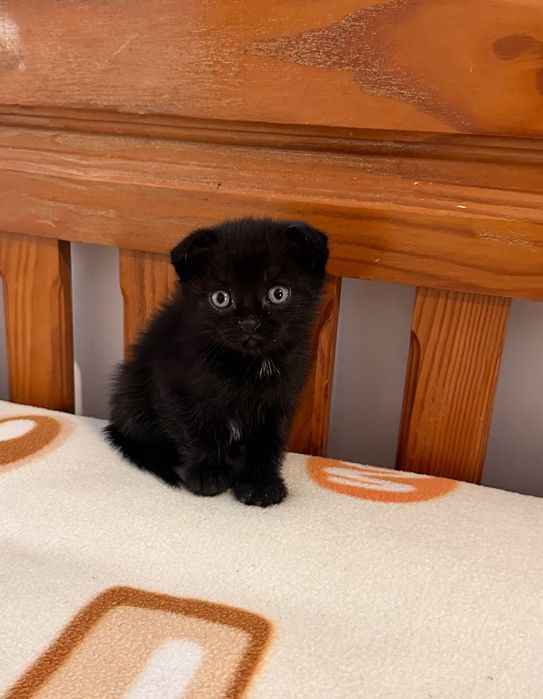 Scottish Fold menina