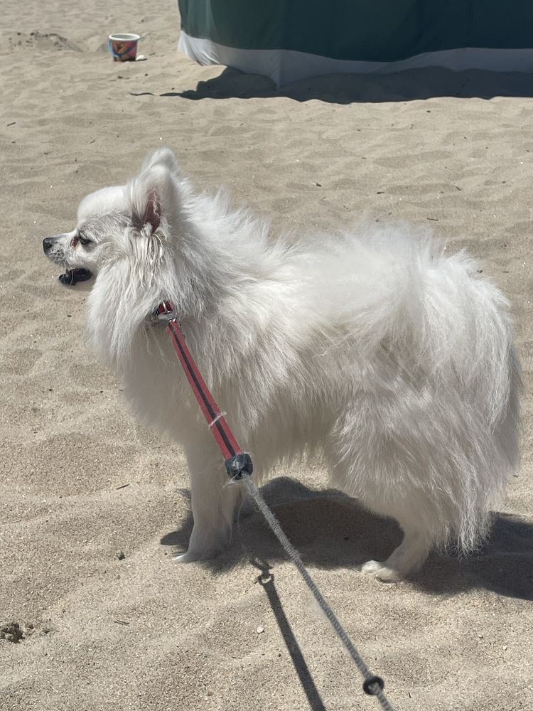 Spitz Alemão / Lulu da Pomerânia, linhagem Russa, Procura Namorada