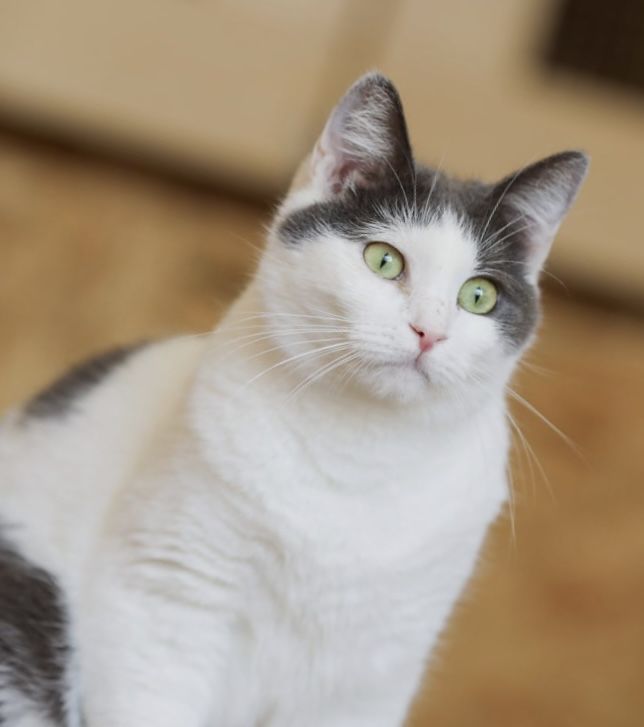 Котик Степан 1,5 года, чудесный ласковый кот, котенок