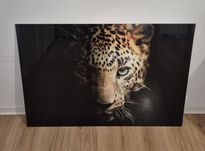Obraz Glasspik Leopard