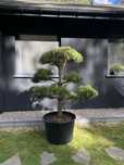 Sosna czarna formowana bonsai pinus nigra niwaki drzewo drzewko