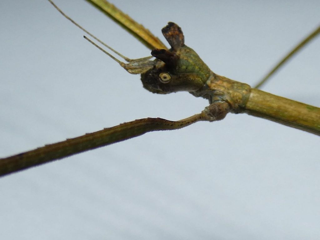 Straszyki / Patyczaki Ramulus nematodes "blue"