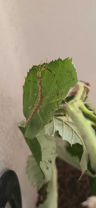 Straszyk Taraxippus samarae