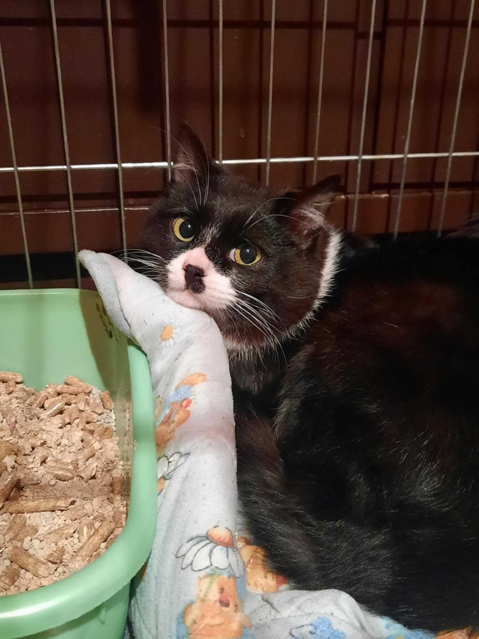 kotek Odryn elegancki z  łatką do adopcji