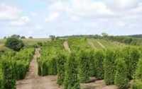 Tuja brabant 200-220 cm FV Balot Thuja brabant Wysył gratis Nowa Sól