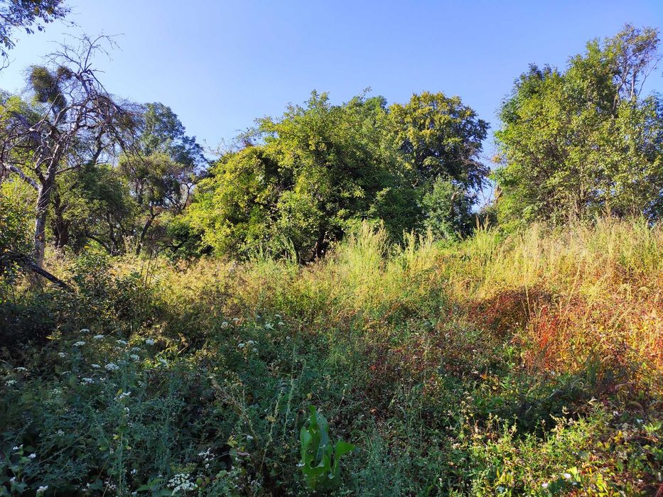 Земельна ділянка зі старим будинком с. Тамановичи