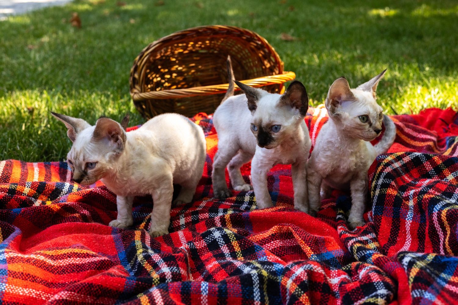 Котята Девон Рекс