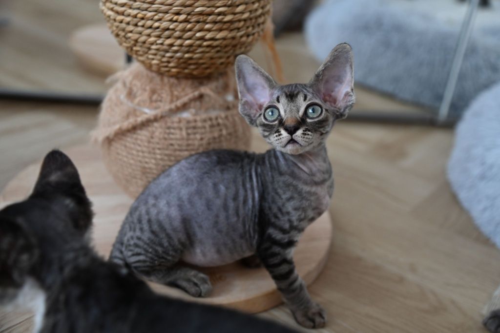 Kocurek Cookie Devon Rex