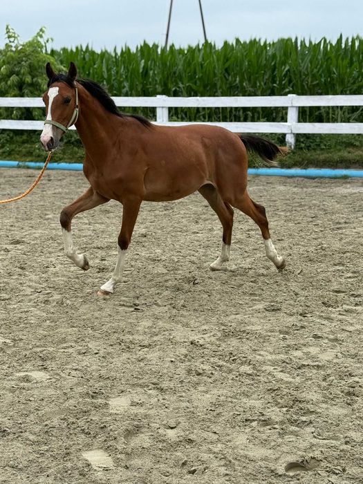 Sprzedam rocznego wałacha