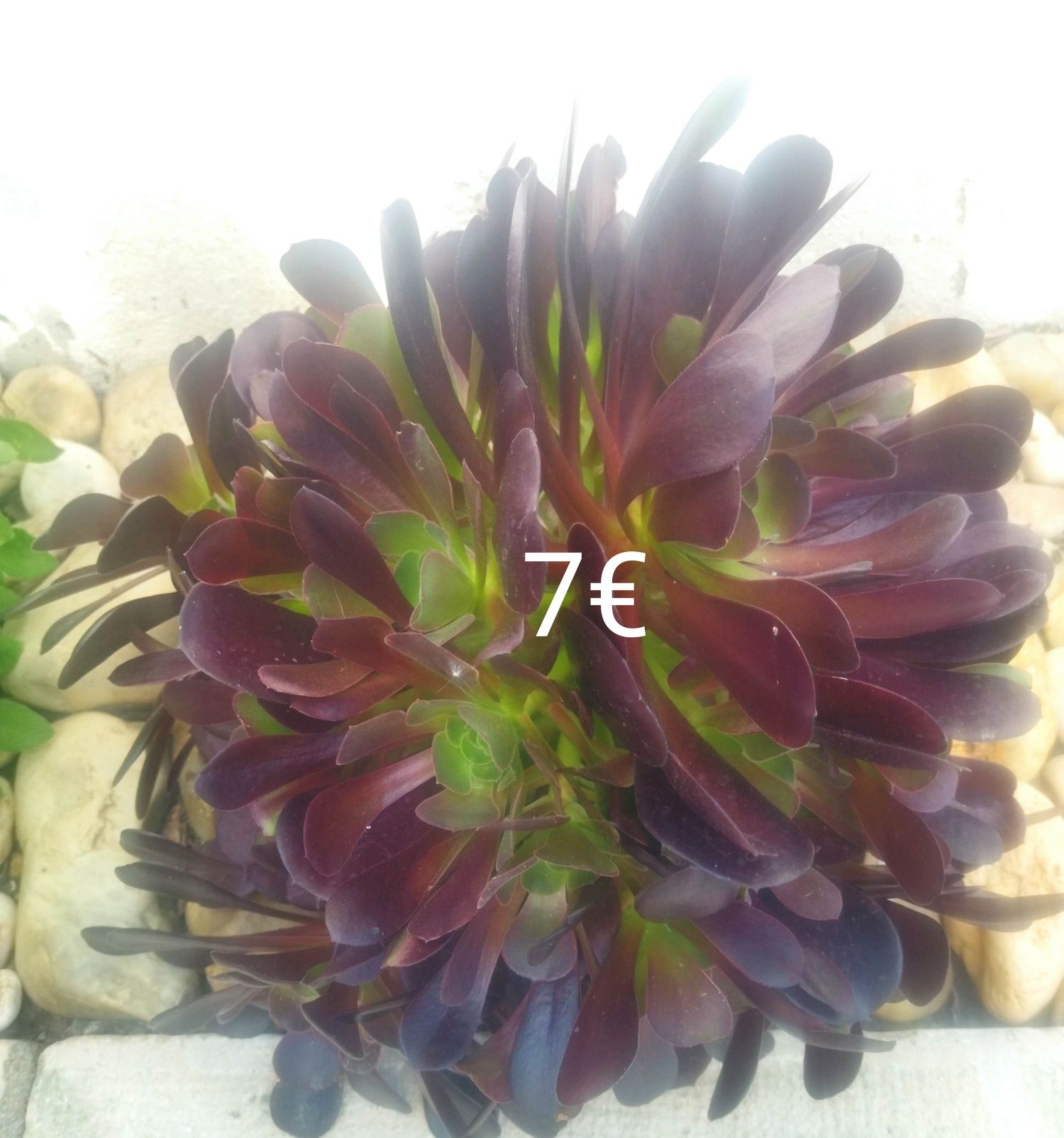 Aeonium púrpura, vários tamanhos