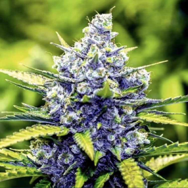 ‼️ Blueberry 30szt Nasiona Marihuany Outdoor Indoor THC growbox