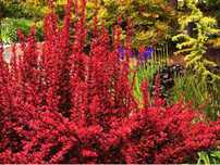 Berberis thunbergii Orange Rocket berberys Thunberga Orange Rocket