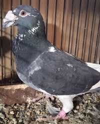 Gołębie Staropolskie ( 2 samczyki ciemne białoloty)