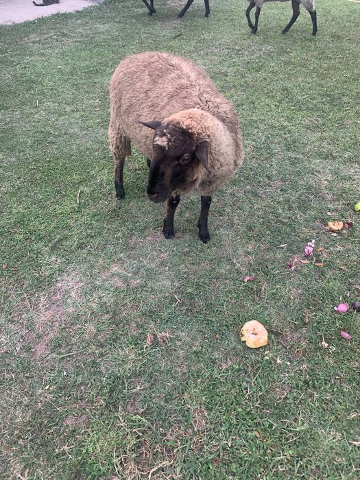 Vende- se borrego com 9 meses