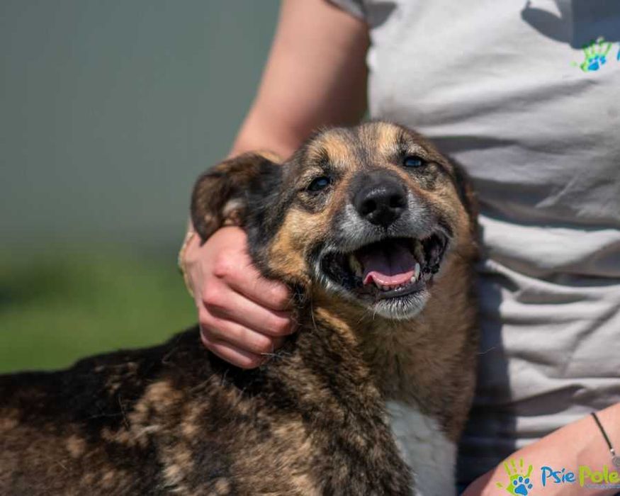 Niewielki, miły psiak HEROS szuka domku!