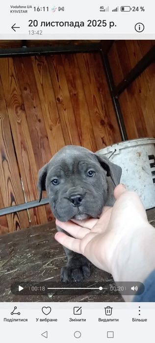 Кане корсо сірі дівчата