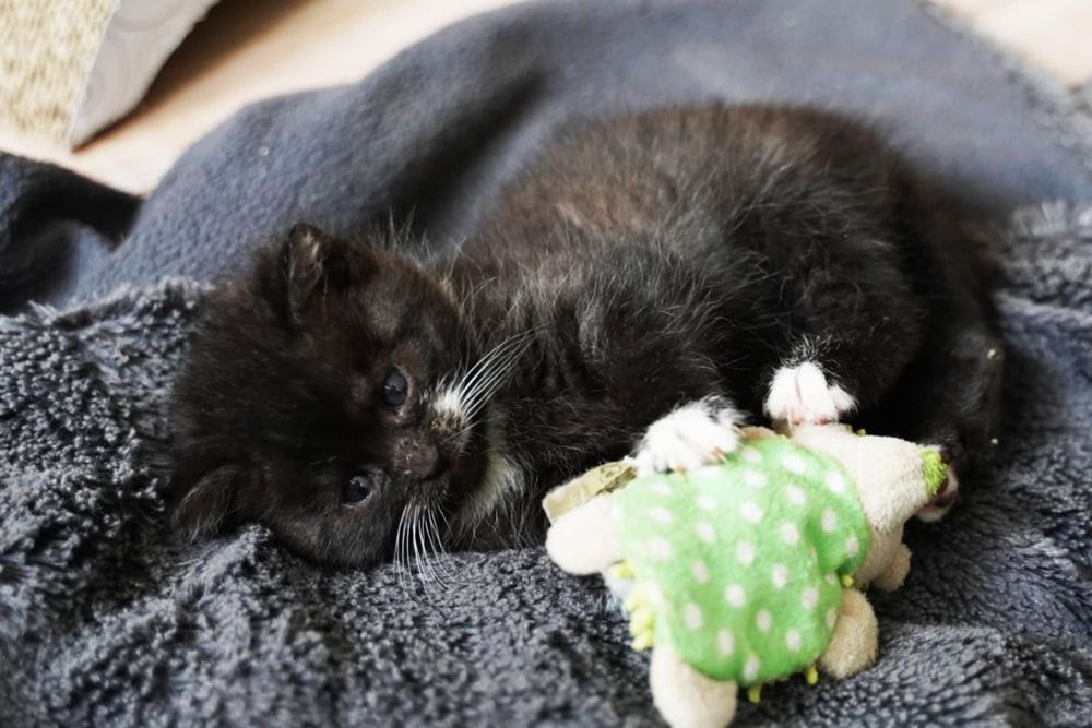 DWUPAK Dwie małe kotki do adopcji tylko WSPÓLNIE